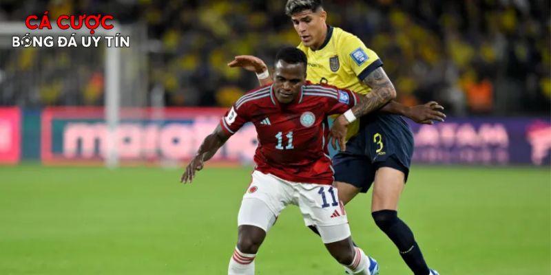 Đại diện Nam Mỹ sẵn sàng bùng nổ